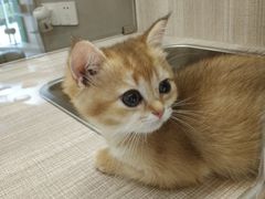 -飞行喵MR PILOT|猫舍·猫咖(静安大融城店)