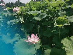 -白洋淀景区