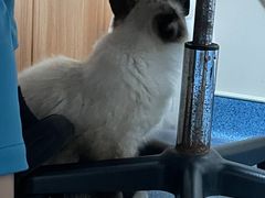 -创凡宠物医院·骨专科  猫科中心(西乡分院)