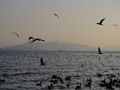 -深圳湾公园(南山区)
