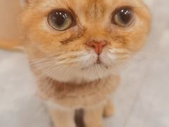 -楼上猫咖(罗湖店)