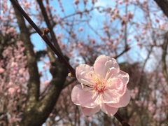 -南京古林公园