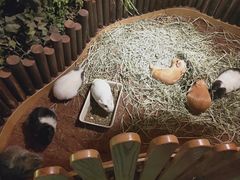 -藦茜花园宠物主题亲子互动体验馆(国顺东路店)