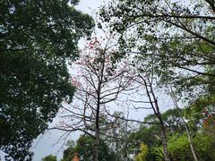 -深圳市中科院仙湖植物园
