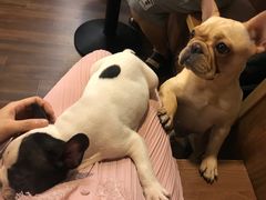 -柯斗斗主题餐厅·狗咖·围炉煮茶·茶饮(国瑞升平里店)