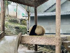 -中国大熊猫保护研究中心雅安碧峰峡基地