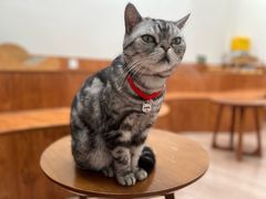 -有猫主题·治愈系猫咖(曾厝垵店)