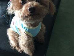 -利又安动物医院··老年病·猫科犬科·中兽医