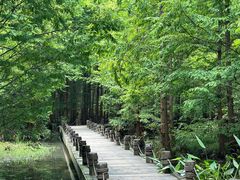 -桤木河湿地公园