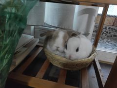-瑞派名望24h动物医院异宠专科·猫专科·骨科·重症监护分院