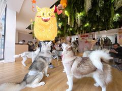 -Husky Go! 哈士奇体验馆·宠物咖啡厅狗咖