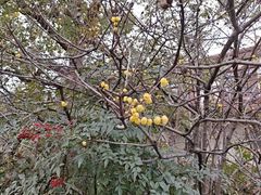 -狼山风景名胜区