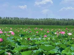 -西青郊野公园