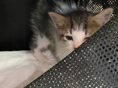 -艾贝尔宠物诊疗