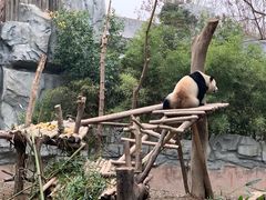 景点-成都大熊猫繁育研究基地