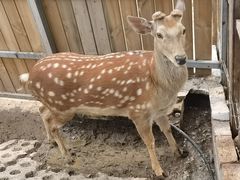 -北京鹿世界主题园