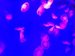 水母-芜湖新华联大白鲸海洋公园