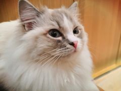 -CAT’S MEWSTAR CAFE·喵星球猫屋(晴湾咖啡店)