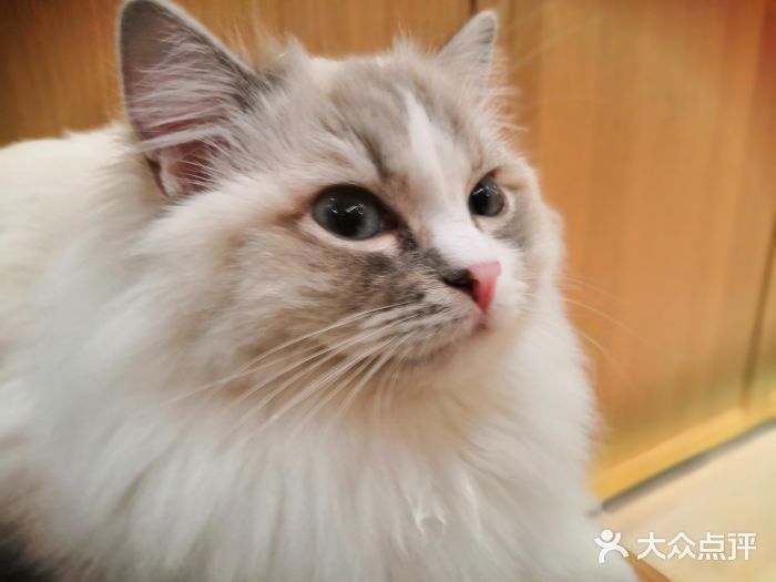 CAT’S MEWSTAR CAFE·喵星球猫屋(晴湾咖啡店)图片