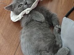 -艾贝尔宠物医院·24H转诊中心·肿瘤猫专科(江宁双龙店)