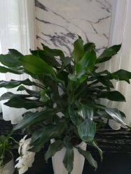 -比华利美容医院