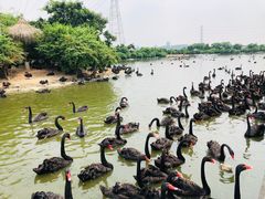 -广州长隆飞鸟乐园