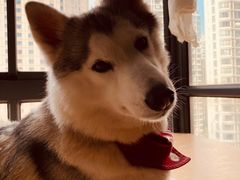 -Husky Go! 哈士奇体验馆·宠物咖啡厅狗咖