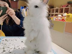 -RU DUCK柯尔鸭公社·撸鸭俱乐部·羊驼·小香猪