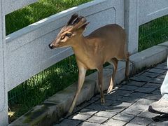 -北京野生动物园