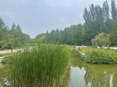 -大望京公园