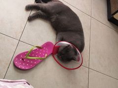 -瑞派长江宠物医院·猫科·外科·24小时夜护(谊城公寓分院)