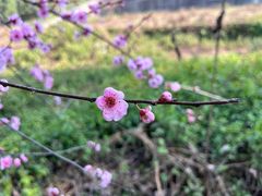 -重庆彩云湖湿地公园