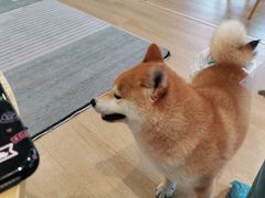 -南京Hallo宠物乐园·哈罗犬舍·柴犬繁育基地