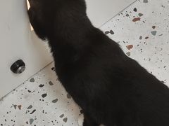 -瑞派康怡24h宠物医院·犬猫医疗中心·微创绝育(瑞景分院)