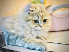 -momokira米努特·德文卷毛猫·棉花面纱犬