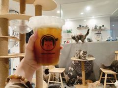 -楼上猫咖(罗湖店)