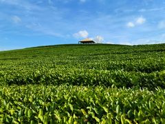 -龙坞茶村