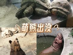 -保定市动物园