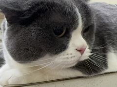 -佩兹宠物医院肿瘤专科·眼科·牙科(黄浦店)