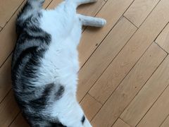 -纳吉亚猫专科动物医院博雅分院