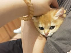 -袖虎·猫馆(体育西路店)