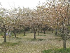 -苏州上方山国家森林公园