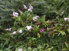 -深圳仙湖植物园