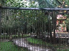 -瑞丽独树成林风景区