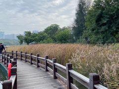 -五缘湾湿地公园