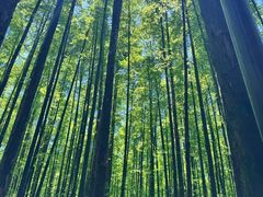 -山王坪喀斯特国家生态公园