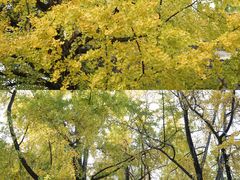 -成都市文殊院