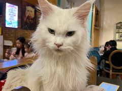 -猫小院猫主题咖啡厅(北锣店)