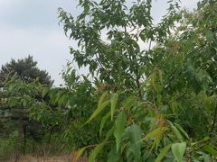 -北京西山国家森林公园