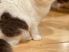 -Cappucimeow猫咪咖啡馆(韦伯时代店)